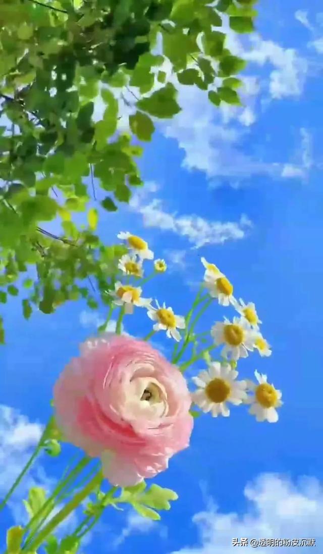 https://blog.sina.com.cn/s/blog_1636132920102z2gr.html