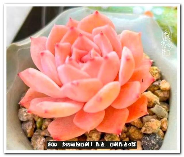 实用工具文 景天科常见多肉图鉴不完全版a系列 新闻时间