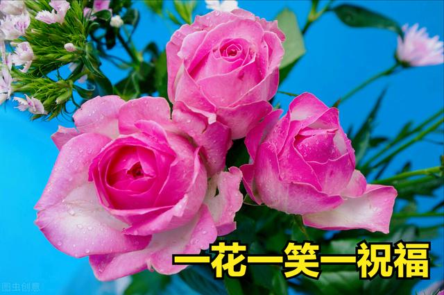 9朵玫瑰花语（19朵玫瑰花语）