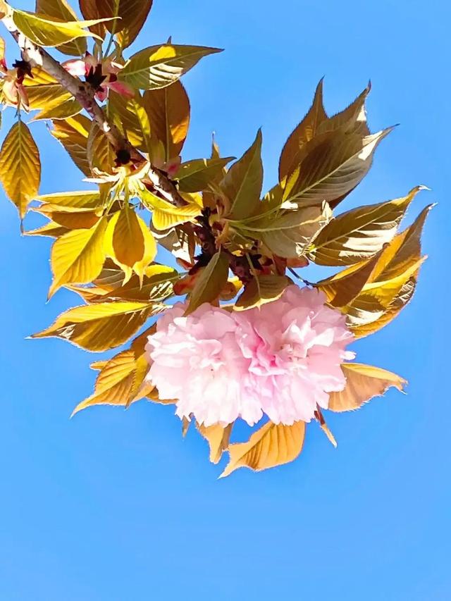 樱花开了，美得一败涂地，它诠释了什么是开始，什么是灿烂