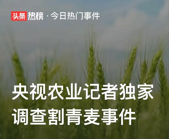 割青麦后续：农业记者调查“不属实”，专家表示不划算，结果如何