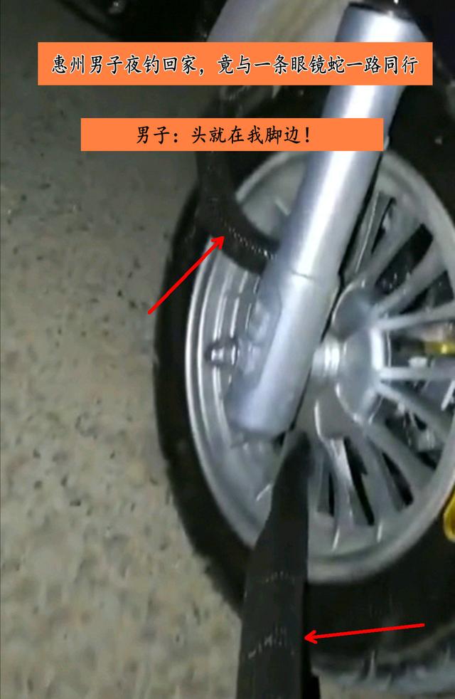 惠州钓友夜钓回家，竟与一条眼镜蛇一路同行，钓友：头就在我脚边