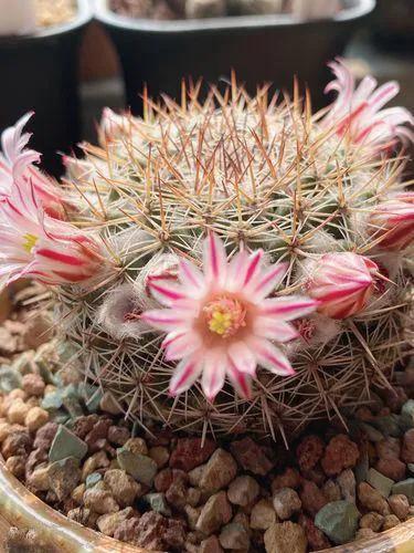 美花欣赏：仙人球开花，美不胜收