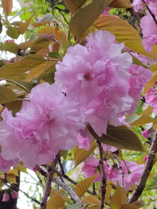 樱花开了，美得一败涂地，它诠释了什么是开始，什么是灿烂