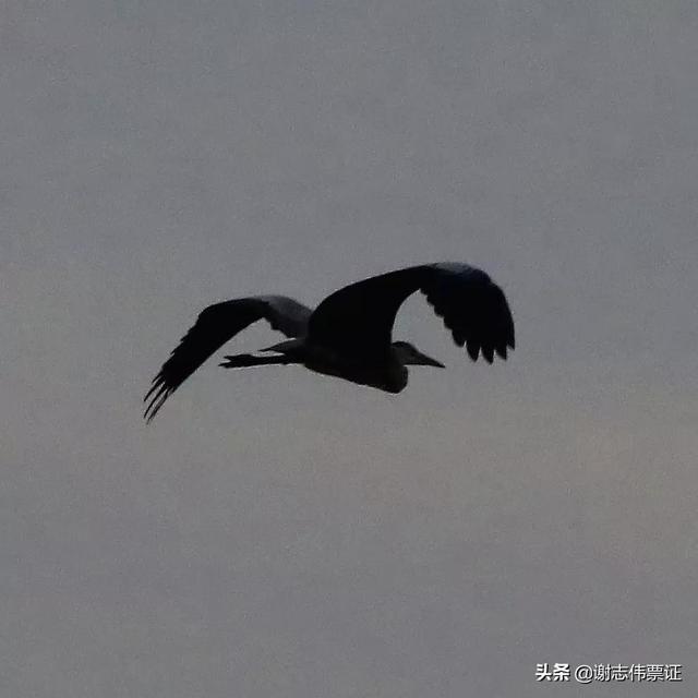 海南風光美（029）像雄鷹展翅翺翔
