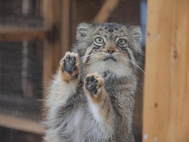 兔狲是不是未驯化的猫（兔狲外表呆萌憨厚）(1)
