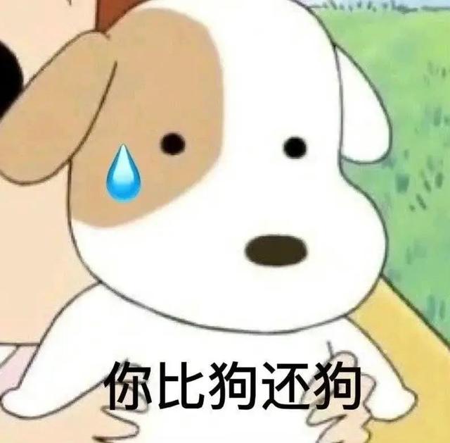 泰迪茶杯犬