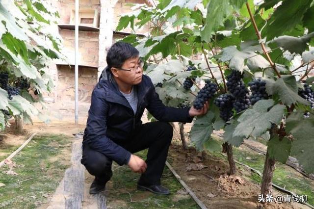 基金项目：新疆日光温室夏黑葡萄一年两熟简化栽培技术4