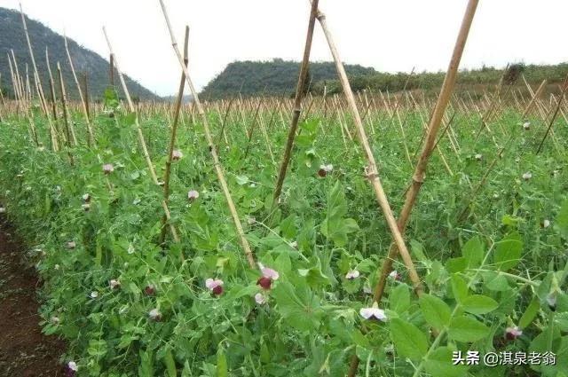 春季露地种植豌豆的时间及技术措施4