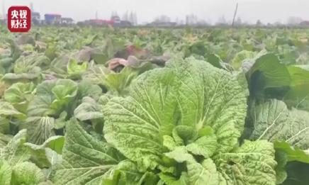 经过央视曝光后，老坛酸菜还能吃吗？