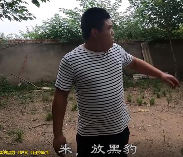 黑色罗威纳犬狗仗人势（豫西小丁全网人仗狗势）(6)