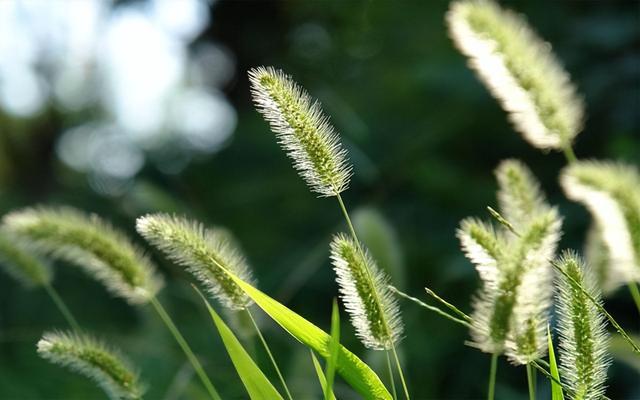 “狗尾巴草”其实是个宝，用它来煮水喝，或许能帮助解决4种问题