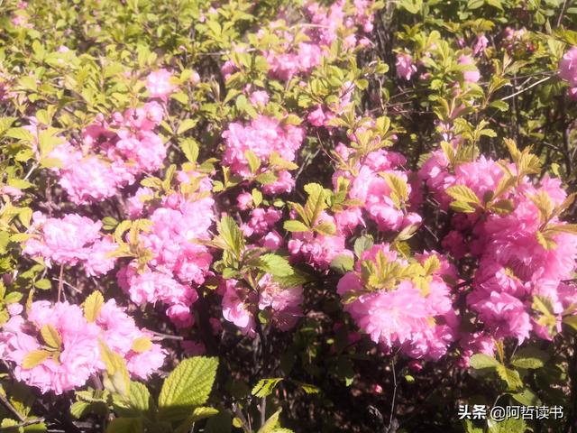 榆叶梅，是绿叶对鲜花的赞美，更是花与叶的相互点缀，相依相偎