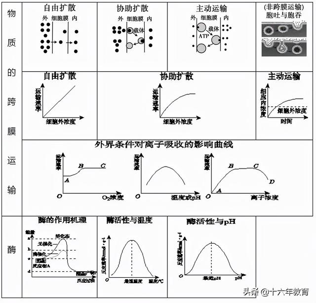 萨顿假说