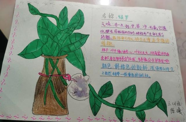 三年级荷花植物记录卡图片