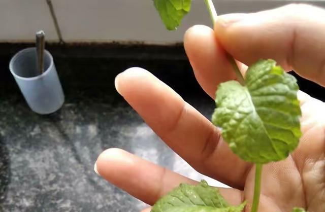 在家可以养什么花不用剪枝（3种漂亮花不用买）(6)