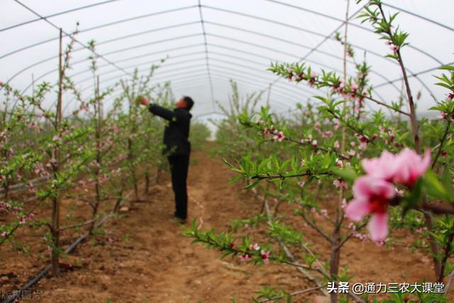 桃树年后如何施肥花多果多，3个科学施肥技术要记牢，省肥效果好3