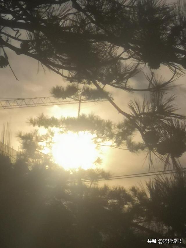 霞光唱晚，落日照松间，夕阳美无限