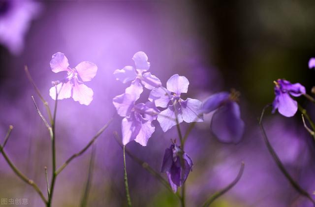 野蔷薇花语