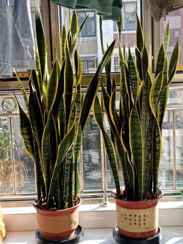 净化空气的植物 净化空气的植物（净化空气的植物室内花） 生活