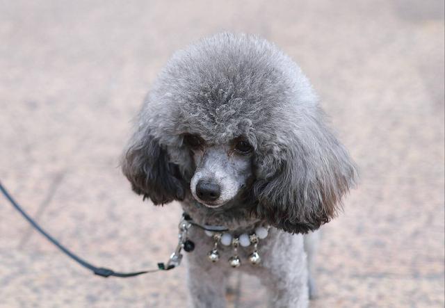 泰迪颜色有几种,泰迪种类颜色介绍(泰迪犬竟然如此色彩缤纷)