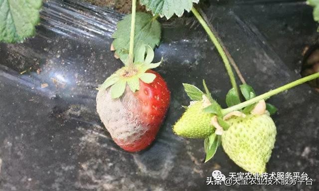 草莓软果、烂果严重怎么办？8