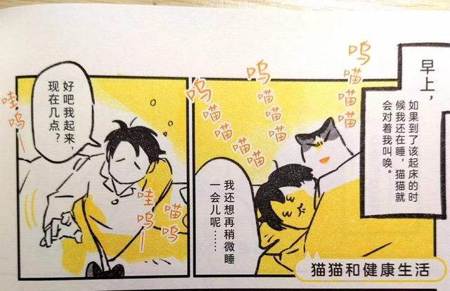 《我的猫，十二岁》世间最长情的告白，它陪你长大，你陪它变老