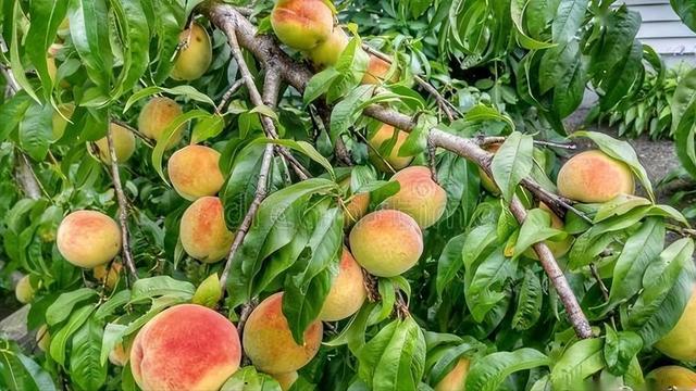 瓜果蔬菜播种时间表，菜农别错过了，用对方法，年年果实挂满枝头
