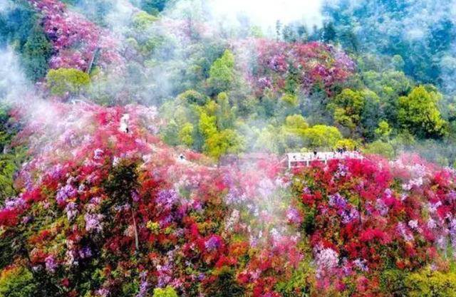 乡下野生的花有哪些（7种野生保护花再漂亮也别买）(1)