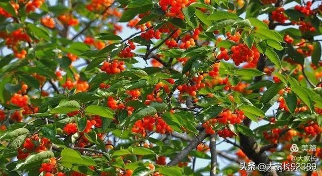 七言：暮春·樱桃红