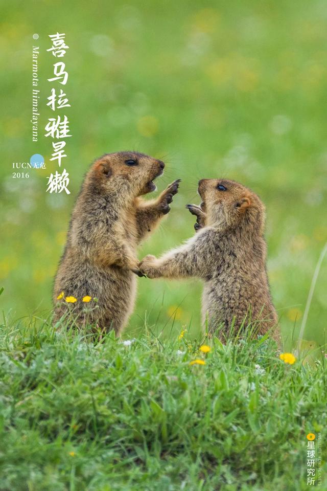 福建风化岩螺旋洗砂机多少钱