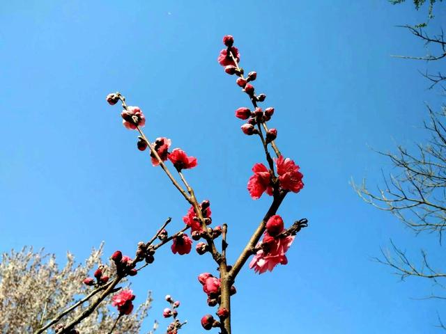 #把春天装进旅途 芳菲向暖，星辰与我共赏桃花