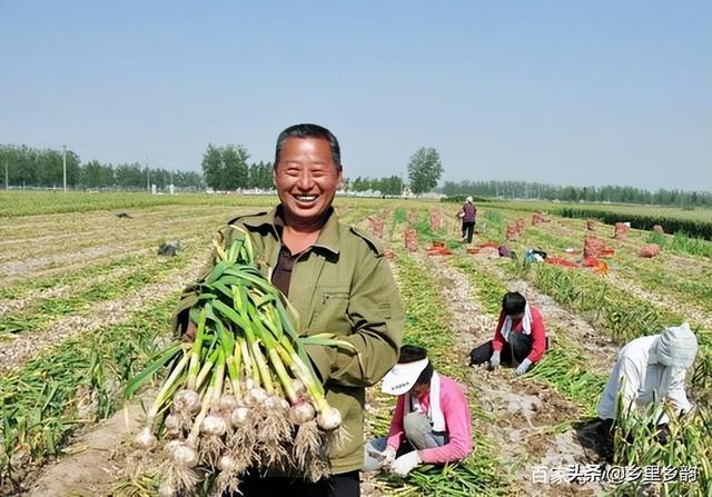 大蒜收获在即，今年大蒜是“狠”还是“贱”，蒜农要有定力