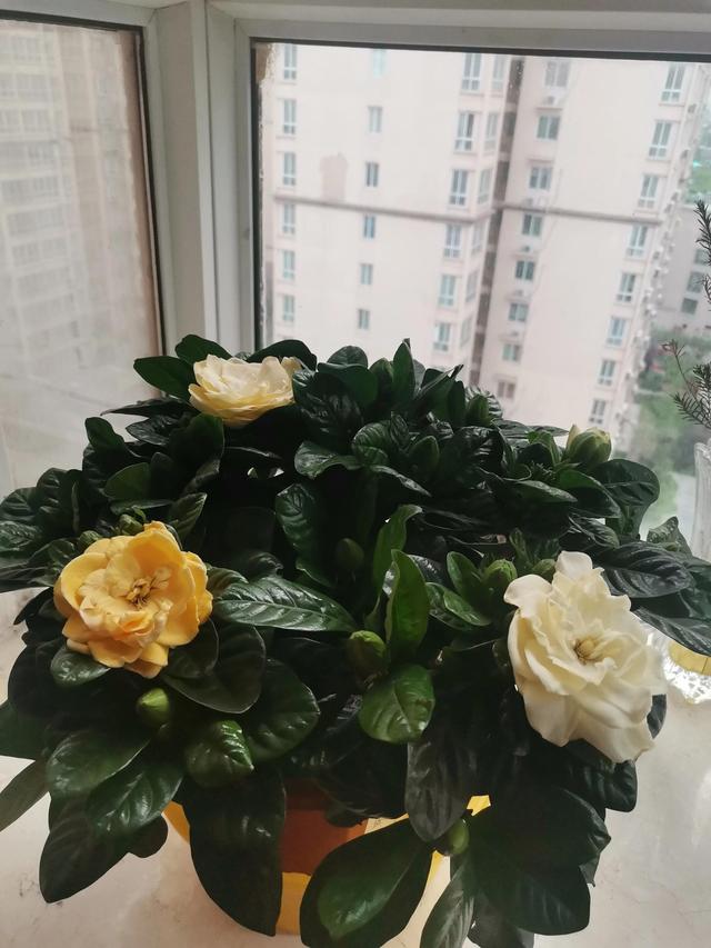带香气的早晨