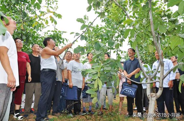 小小钻心虫，果树大危害，防治有技巧，果农使用这几招10