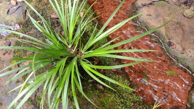 长在石头上的草，石菖蒲煮水泡脚，镇静安神睡好觉