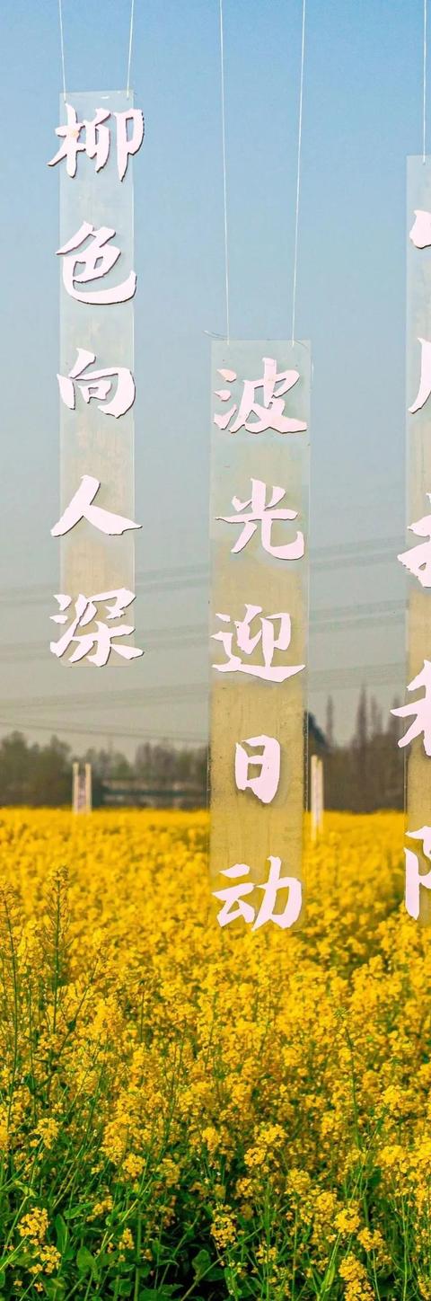 崇州田园花海“诗”会，等你来