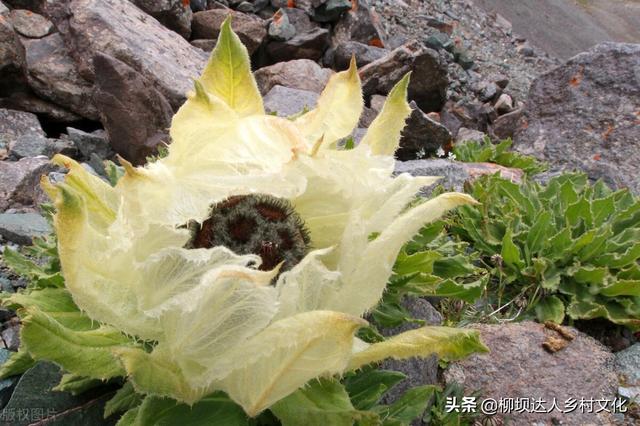 天山雪莲花