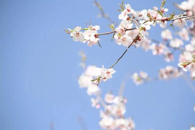 四月春天文艺唯美句子，干净温柔治愈高级文案