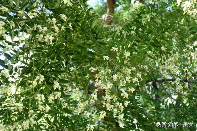 这6种常见的野菜，比大鱼大肉都鲜美，见了就拔回家，好吃不花钱
