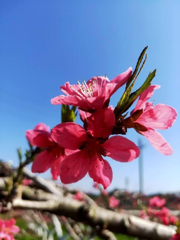 春天里的花