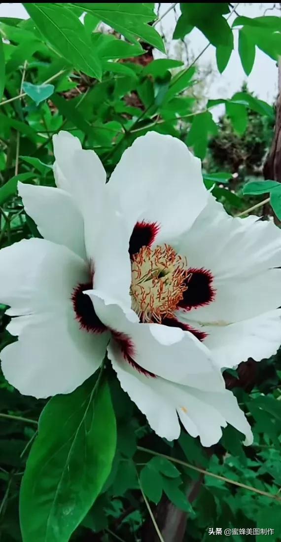鲜花，因盛开而芬芳，因走过而醉人