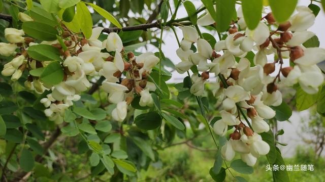 春天里，那些好吃的野菜——槐花