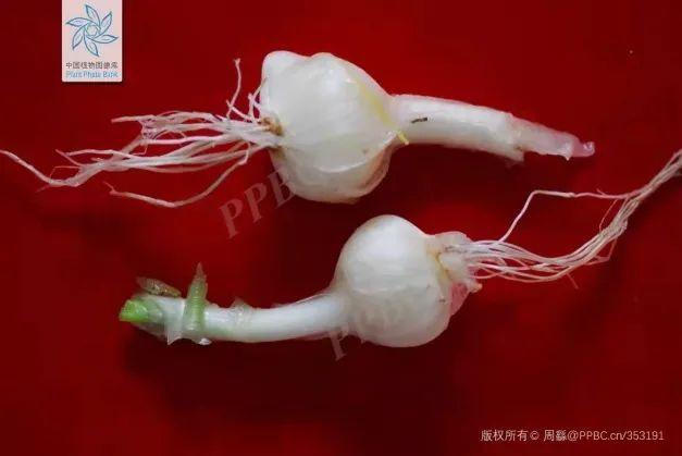 春天里的这个“野蒜”，最适合心血管不好的人吃