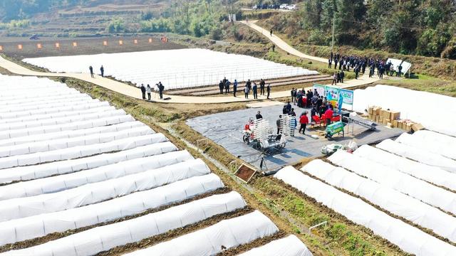 水稻播前种子处理要点，四道工序学会不烂种烧芽！30年老农告诉你3