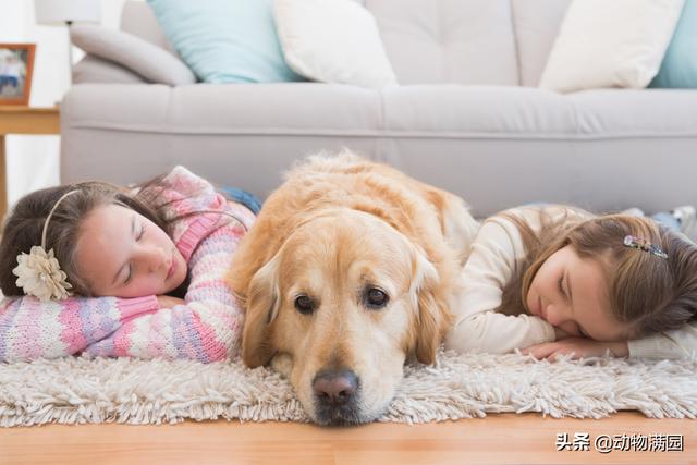 金毛寻回犬