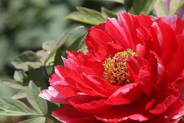 分享图片，百花盛开，五彩缤纷，太美了！令人心情无比愉悦