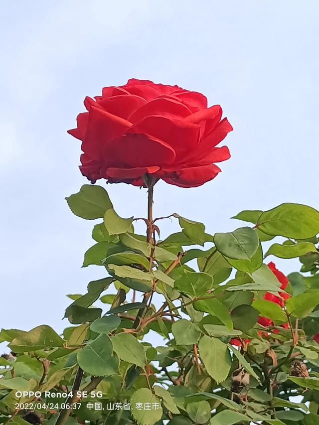 鹧鸪天 俗事纷纷俗境人