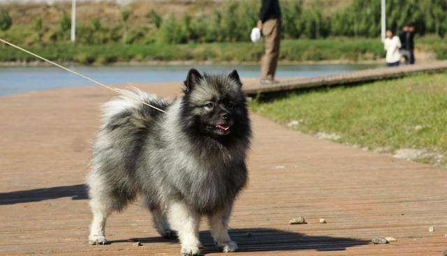 荷蘭毛獅犬阿特拉斯牧羊犬又名愛迪犬,這種犬非常耐寒,是很好的守門犬