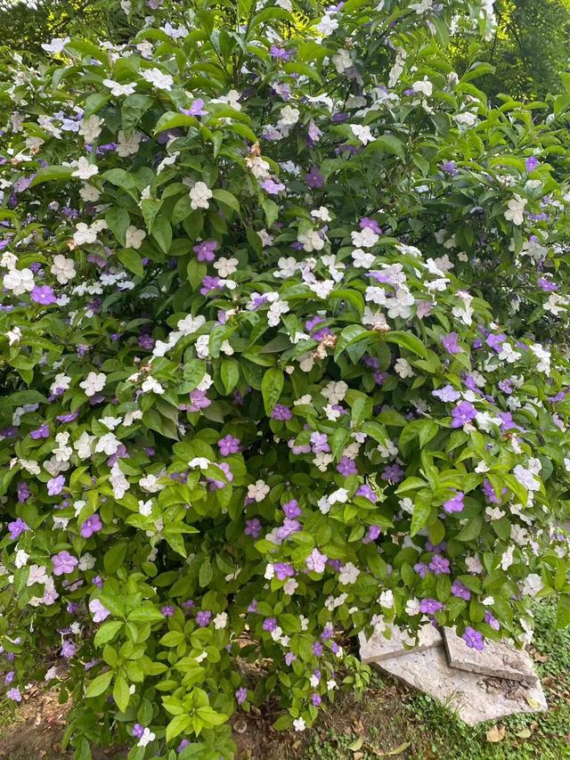 时间真快 又到了花开的季节 走一波 Zh中文网